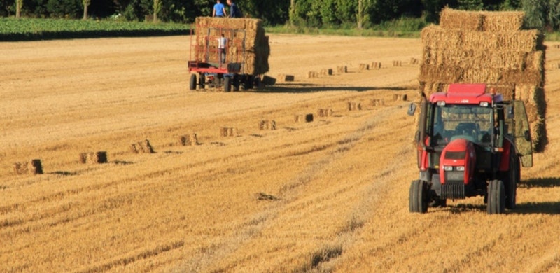 To traktorer som høster korn i en åker. Foto.