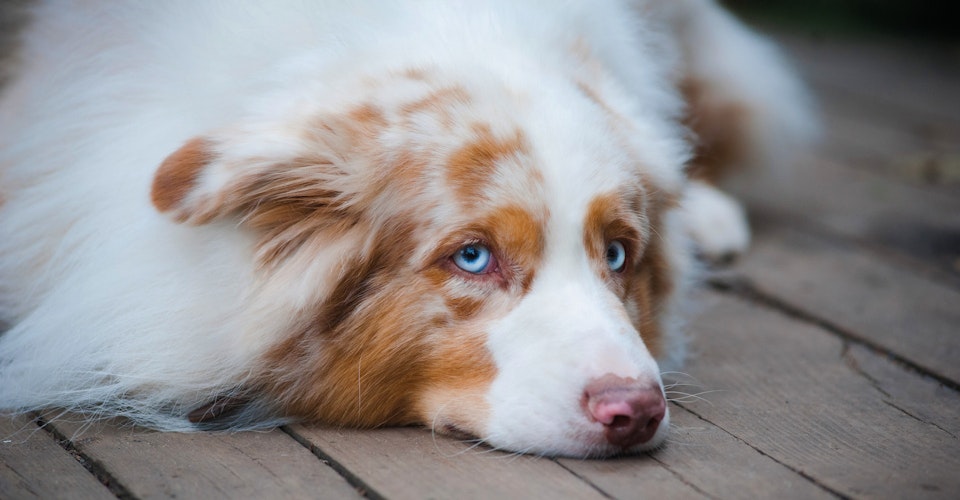 Bilde av en trist hund